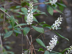 Cliftonia monophylla