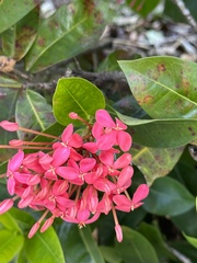 Ixora coccinea