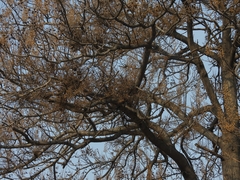 Paulownia witches-broom phytoplasma