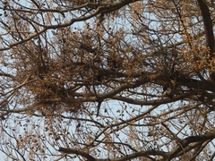 Paulownia witches-broom phytoplasma