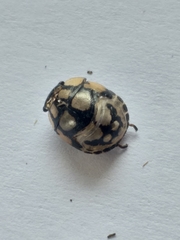 Steganocerus multipunctatus