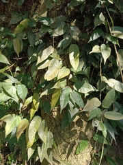 Ficus sarmentosa nipponica