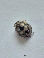 Steganocerus multipunctatus