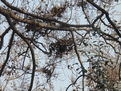Paulownia witches-broom phytoplasma