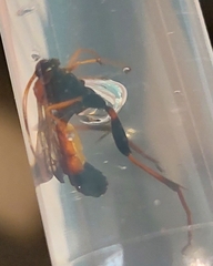 Ctenochares bicolorus