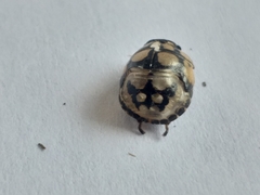 Steganocerus multipunctatus