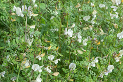 Vicia grandiflora