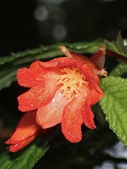 Begonia longirostris
