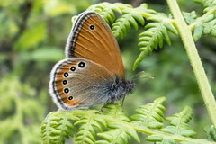 Coenonympha leander