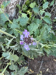 Glandularia gooddingii