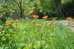 Geum coccineum