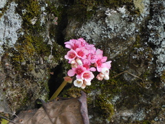 Bergenia