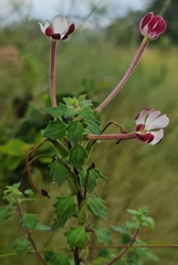 Zaluzianskya microsiphon