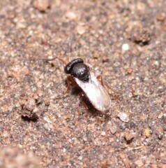 Trissolcus