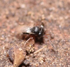 Trissolcus