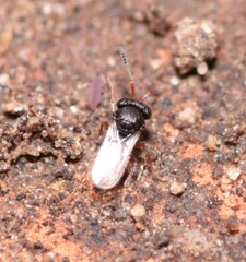 Trissolcus