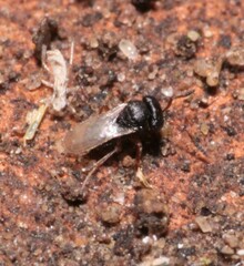 Trissolcus