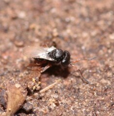 Trissolcus