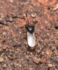 Trissolcus