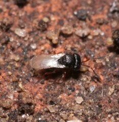Trissolcus