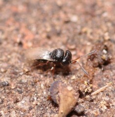 Trissolcus
