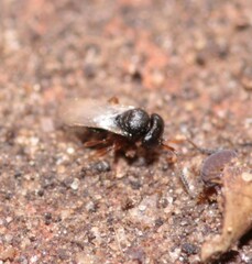 Trissolcus