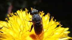 Asemosyrphus mexicanus