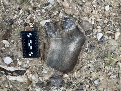 Camelus dromedarius