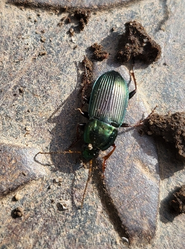Woodland Ground Beetle photo 3