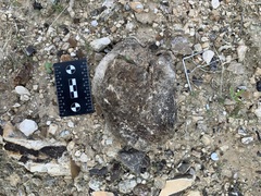 Camelus dromedarius