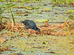 Porphyrio poliocephalus