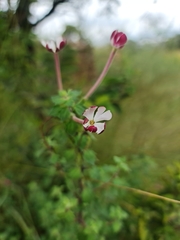 Zaluzianskya microsiphon
