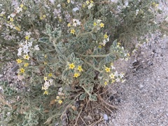 Heliotropium arbainense