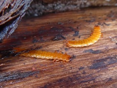 Cucujus cinnaberinus