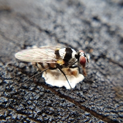 Limnophora obsignata