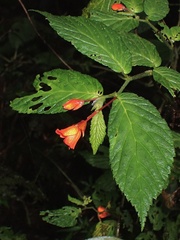 Begonia longirostris