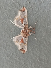 Neoleucinodes elegantalis