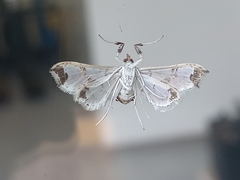 Neoleucinodes elegantalis