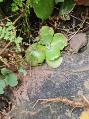 Kalanchoe rotundifolia