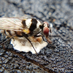 Limnophora obsignata