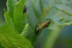 Poecilocoris lewisi