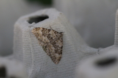 Coenotephria ablutaria