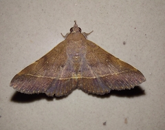 Hypospila bolinoides