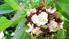 Ajugoideae