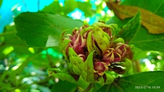 Ajugoideae