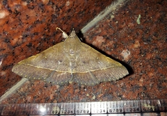 Hypospila bolinoides