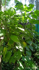 Ajugoideae