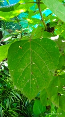 Ajugoideae
