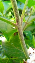 Ajugoideae