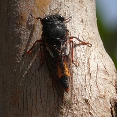 Yoyetta spectabilis